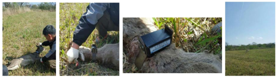 노루 포획 및 EH기반 야생동물 활동 모니터링 단말기 설치 모습