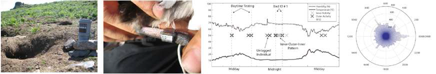 Manx Shearwater(섬새)의 행동과 공간생태 모니터링, 센서노드 설치모습, RFID Tag부착, 수집 데이터, 24-hour histogram