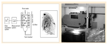 물벼룩 유영 저해 감지 시스템 (왼쪽)과 어류를 이용 한 수질 독성 모니터링 장치