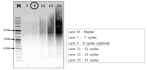 Experimental tube의 최적의 PCR cycles 분석, 결정