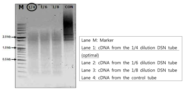 Experimental tube의 추가 PCR 후, 각 DSN 농도별 PCR product 5㎕ 씩 전기영동 확인