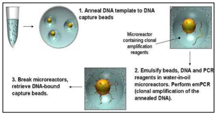 Clonal amplification of single stranded DNA on beads