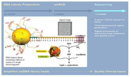 Principle of pyrosequencing