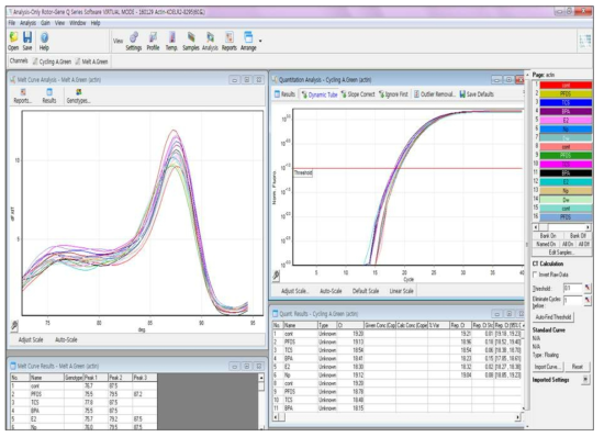 RotorGene analysis program으로 qPCR 결과를 확인