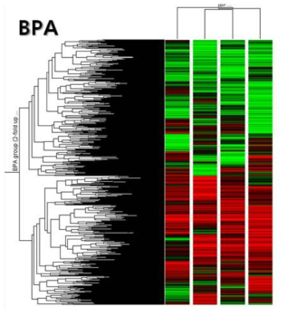 바다송사리 BPA 노출대응 특이 유전자 프로파일링 hierachical clustering. 76 μg/L의 농도 로 12 h, 24 h, 48 h, 72 h 동안 노출함