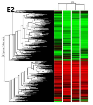 바다송사리 E2 노출대응 특이 유전자 프로파일링 hierachical clustering. 100 μg/L의 농 도로 12 h, 24 h, 48 h, 72 h 동안 노출함