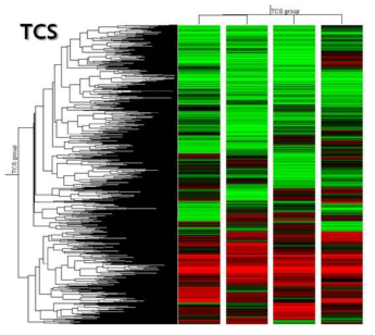 바다송사리 TCS 노출대응 특이 유전자 프로 파일링 hierachical clustering. 6.0 μg/L의 농도로 12 h, 24 h, 48 h, 72 h 동안 노출함