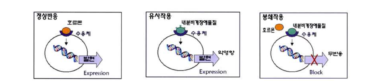 내분비계 장애물질 작용기전