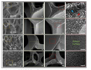 열처리 공정 후 PPI별 SiC foam FE-SEM Images