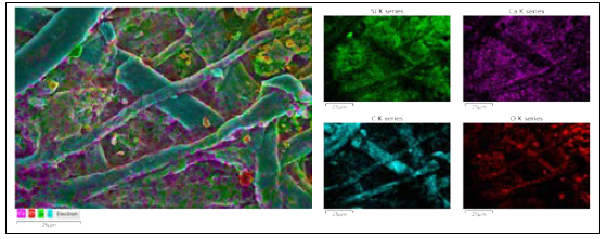 SiC foam(from Corrugated paper) EDS Images