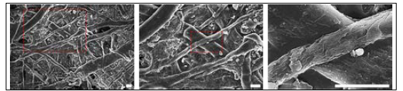 SiC foam(from Corrugated paper) FE-SEM Images