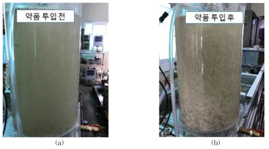 기존 응집조건슬러지(a) 과 개선 응집조건슬러지(b) 응집플럭의 비교