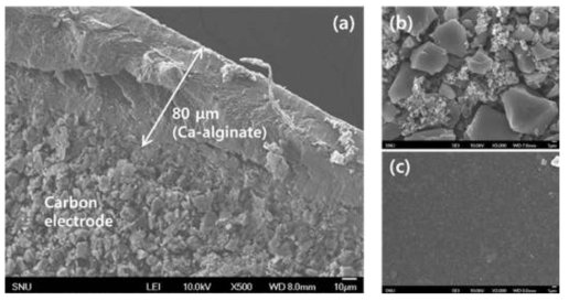 칼슘 알지네이트 코팅 전극의 전자현미경 사진