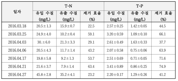 실증화 시스템 오염 물질 제거 효율 (T-N, T-P)