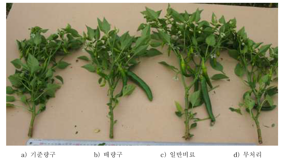 고추 비해 증상.