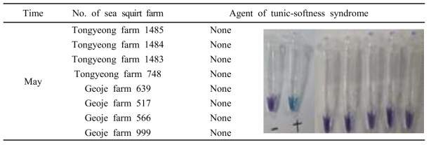 Investigation of infection of Azumiobodo hoyamushi in different sea squirt farm in May, 2017