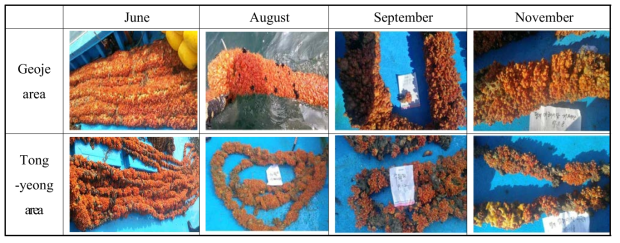 Monthly appearance of growing sea squirt Halocynthia roretzi after transplantation of Halocynthia roretzi from Geoje and Tongyeong area to Yeanhwa area.