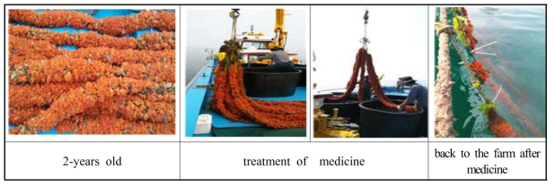 View of field application of the medicine of tunic-softness syndrome for control of tunic-softness syndrome in the sea squirt farm.