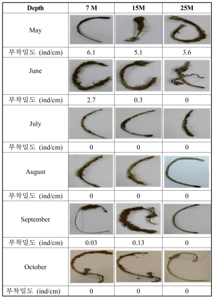 Changes of attached animals on longline in investigation farm located in Yeonhwa-ri, Tongyeong City, Gyeongnam in 2016.