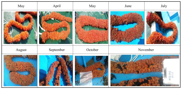 Monthly view of juvenile sea squirt growing in Research and training fishing farm in 2017.