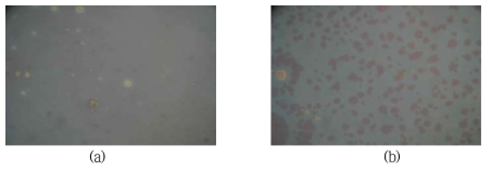 Solvent annealing 처리된 BCP film의 광학현미경 사진 : (a) Acetone vapor 처리를 한 BCP film, (b) Chloroform vapor 처리를 한 BCP film