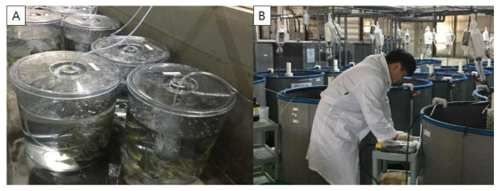 Toxicity experiment for acryl tank (A: juvenile) and 1 ton tank