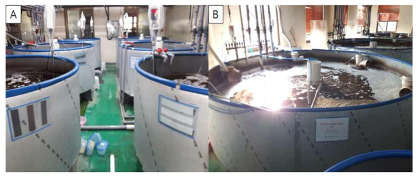 BFT Feed rates experimental tank