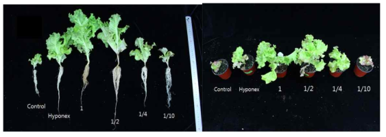 Growth of lettuce, supplied by BFT drainage water.