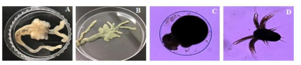 Male gonad in february (A), female gonad in June (B), fertilized egg (C), nauplius (D) of F. chinensis.