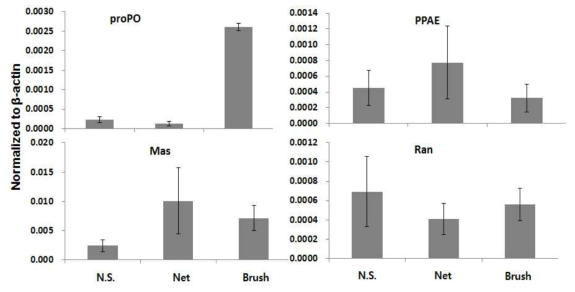 Expression of immune related genes (proPO, RAN, MAS, PPAE) of M. japonicus in different settlement substrates. Gene expression level was normalized to β-actin. N.S; no use of settlement substrate.