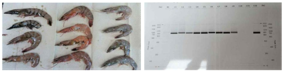 WSSV infected shrimp (left) and electrophoresis result of WSSV-PCR
