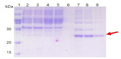 Result of SDS-PAGE in HB2151, 1: size marker, 2: non induction, 3~5: induction, 6: flow through, 7~9: Elution.