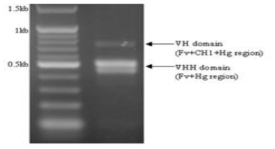 Result of RT-PCR for single domain antibody