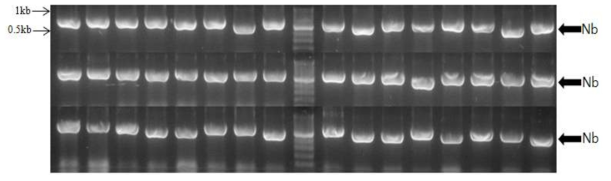 Electrophoresis result of transgenic colonies TG1