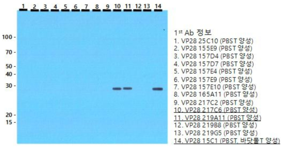 Result of western blotting.