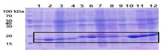 Expression of Anti-VP28 sdAb in Escherichia coli. 1: 0 mM IPTG, 16 ℃, total bacterial cell; 2: 1 mM IPTG, 16 ℃, total bacterial cell; 3: 1 mM IPTG, 16 ℃, soluble; 4: 1 mM IPTG, 16 ℃, insoluble; 5: 0 mM IPTG, 16 ℃, total bacterial cell; 6: 1 mM IPTG, 16 ℃, total bacterial cell; 7: 1 mM IPTG, 16 ℃, soluble; 8: 1 mM IPTG, 16 ℃, insoluble; 9: 0 mM IPTG, 16 ℃, total bacterial cell; 10: 1 mM IPTG, 16 ℃, total bacterial cell; 11: 1 mM IPTG, 16 ℃, soluble; 12: 1 mM IPTG, 16 ℃, insoluble.