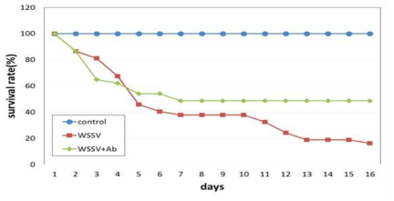 Survival rate of shrimp, fed antibody contained artificial feeds, control; no WSSV infected, WSSV; infected virus, WSSV+AB; WSSV infected and antibody feed supplied.