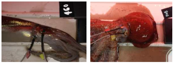 Experiments on the ERG of squid(Todarodes pacificus) and octopus