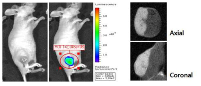 xenograft photo image와 Bioluminescence image (좌) MRI_T2 weighted image (우)