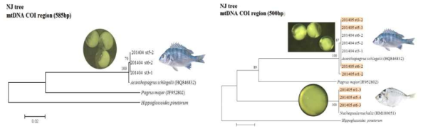 The results of DNA analysis of Fish eggs in April(left) and May(right), 2014, in Gangjin Bay.