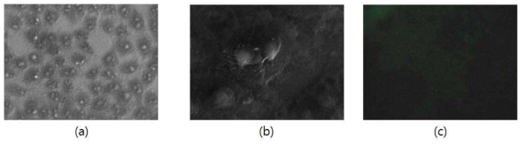 코팅후의 HeLa cell 관찰 (a) 전자현미경 1,000 배, (b) 전자현미경 5,000 배, (c)형과현미경 이미지