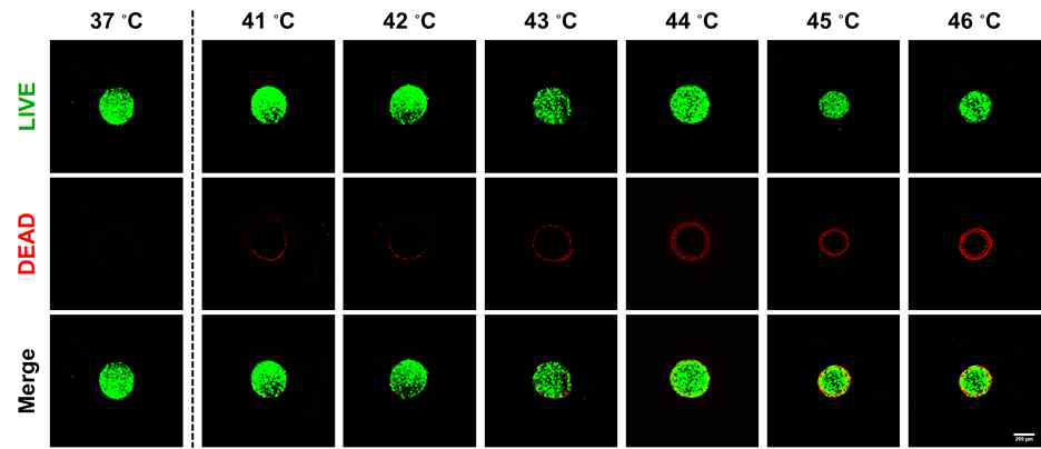 형광현미경으로 관찰한 온도 상승에 따른 세포 독성 염색