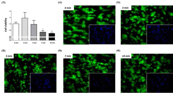 (가) Wst-1 assay를 이용한 세포 생존율 확인, (나) 레이저 조사 시간 0분일 때, (다) 3분일 때, (라) 5분일 때, (마) 7분일 때, (바) 10분일 때의 세포 형태 (Green: GFP, blue: Nucleus)를 형광현미 경으로 관찰한 사진