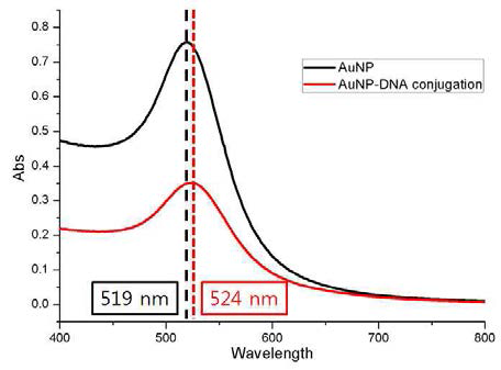 AuNP와 AuNP-DNA conjugation의 UV 측정결과.