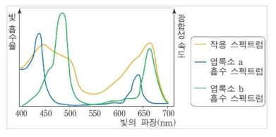 엽록소의 흡수·작용 스펙트럼