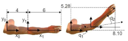 The upper limb with two embedded coordinate systems.