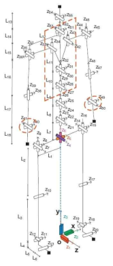 The 55-DOF digital human model (with global DOFs z1, z2, z3, z4, z5, z6) used in predictive dynamics.