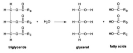TG의 가수분해 반응모식도