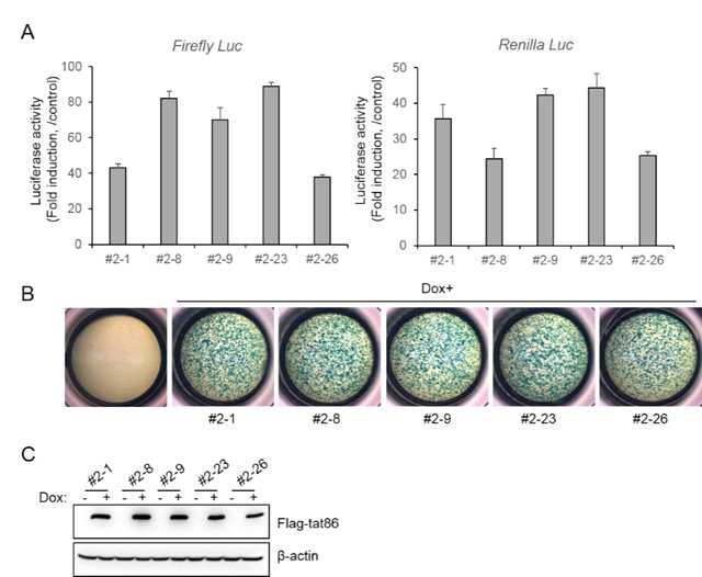 Tat활성/세포독성동시 측정 세포주(Tat 타겟 물질 발굴 시스템)의 리포터 활성 확인