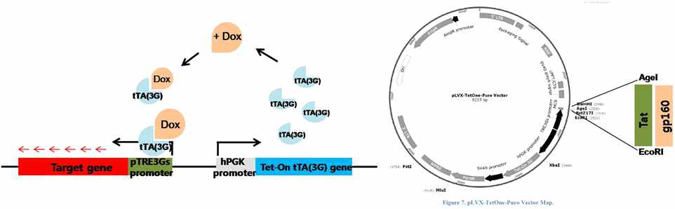 Tat 타겟 물질 발굴시스템(One cell system) 개발용 벡터